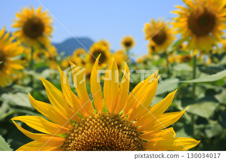 向日葵田 130034017