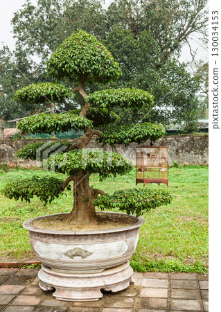 Tiered ornamental bonsai-style tree in large ceramic pot with hanging birdcage in Hue Imperial City Vietnam 130034153