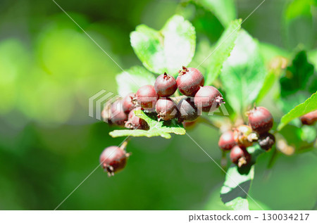 Red Wild Berries on Branch with Green Leaves in Sunlight Red Wild Berries on Branch with Green Leaves in Sunlight 130034217