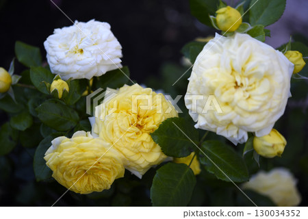 A bush with yellow roses. A yellow rosebud. Juicy yellow flowers. A bush with yellow roses. A yellow rosebud. Juicy yellow flowers. 130034352