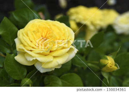 A bush with yellow roses. A yellow rosebud.  Juicy yellow flowers. 130034361