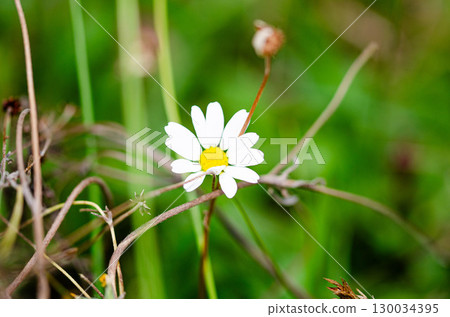 Single White Daisy Flower on Green Natural Background Single White Daisy Flower on Green Natural Background 130034395