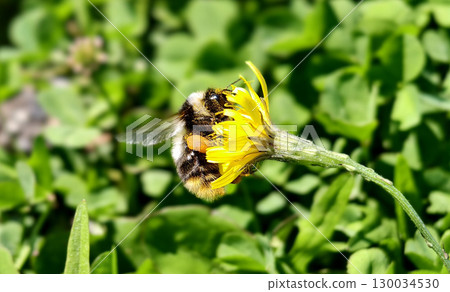 Bumblebee is actively pollinating a wildflower in a lush meadow Bumblebee is actively pollinating a wildflower in a lush meadow 130034530
