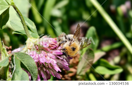 Bumblebee is actively pollinating a wildflower in a lush meadow 130034536
