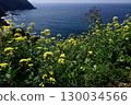 Rape flower hill 130034566
