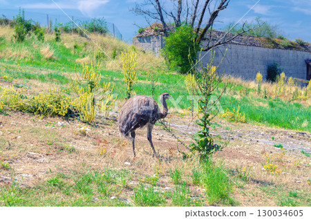 Ostrich emu walks through a field with grass, plants and trees in sunny summer day, old abandoned building and blue sky background 130034605