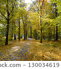 A Quiet City Park Covered in Fallen Maple Leaves. 130034619