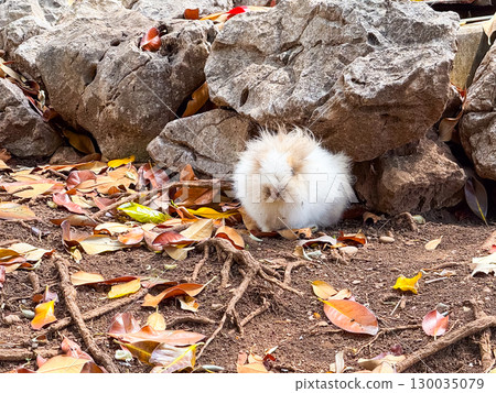 Rabbit with white fur resting on the ground. Wildlife, observation, adaptation and natural lifestyle in outdoor environment. 130035079