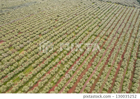 Olive tree plantation in Istria, Croatia. 130035252