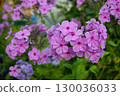 Pink flower - phlox paniculata. Phlox paniculata. Horizontal Photo 130036033