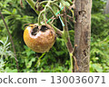 spoiled tomatoes affected by late blight with dried leaves hanging on the bush. Phytophthora infestans on a tomato. 130036071