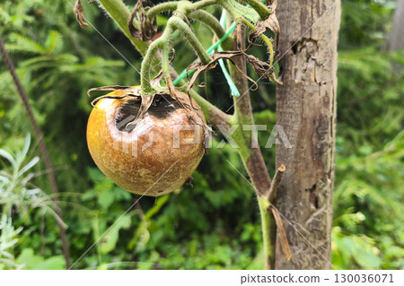spoiled tomatoes affected by late blight with dried leaves hanging on the bush. Phytophthora infestans on a tomato. spoiled tomatoes affected by late blight with dried leaves hanging on the bush. Phytophthora infestans on a tomato. 130036071