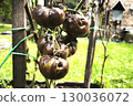A bunch of black, blight-damaged tomatoes with dried leaves hang on a bush in a garden bed. Phytophthora infestans on tomatoes 130036072