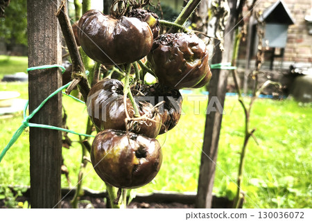 A bunch of black, blight-damaged tomatoes with dried leaves hang on a bush in a garden bed. Phytophthora infestans on tomatoes 130036072