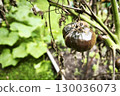 black spoiled blight-affected tomatoes with dried leaves hanging on a bush in a garden bed. Phytophthora infestans on a tomato. Vegetable disease control on a farm 130036073