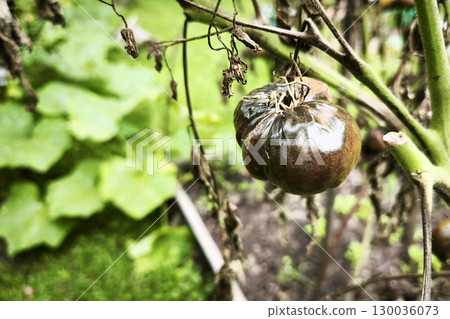 black spoiled blight-affected tomatoes with dried leaves hanging on a bush in a garden bed. Phytophthora infestans on a tomato. Vegetable disease control on a farm 130036073