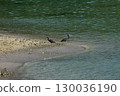 Two black herons on the beach 130036190