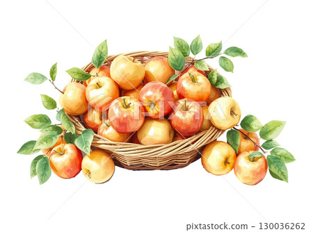 Watercolor vector illustration of a basket full of apples. 130036262