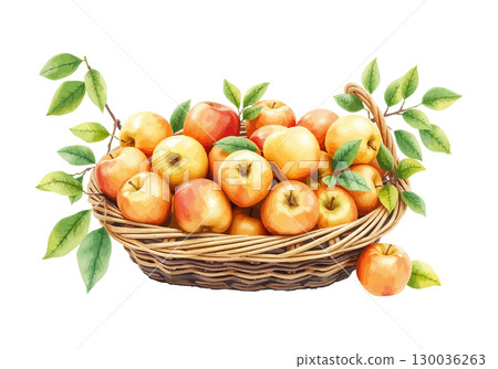 Watercolor vector illustration of a basket full of apples. 130036263