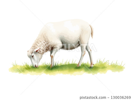 Watercolor vector illustration of a white sheep. 130036269
