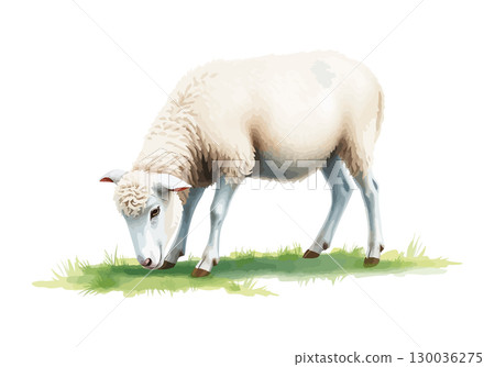 Watercolor vector illustration of a white sheep. 130036275