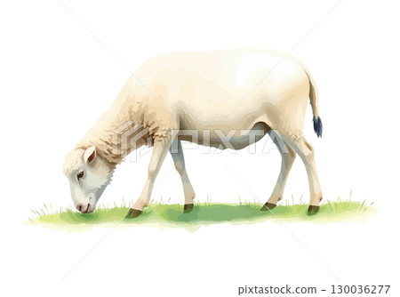 Watercolor vector illustration of a white sheep. 130036277