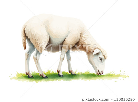 Watercolor vector illustration of a white sheep. 130036280