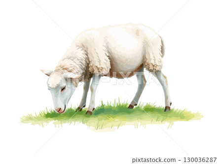Watercolor vector illustration of a white sheep. 130036287