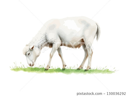 Watercolor vector illustration of a white sheep. Watercolor vector illustration of a white sheep. 130036292