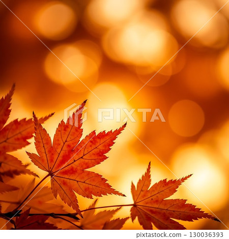 Autumn maple leaves with orange sunlight and golden bokeh background. 130036393