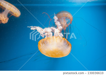 underwater photography jellyfish Chrysaora fuscescens, Pacific sea nettle, West Coast sea nettle 130036610