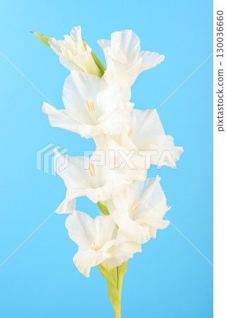 White blooming gladiolus buds on blue background. 130036660