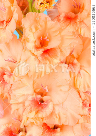 Full frame of blooming gladiolus buds in peach color. Full frame of blooming gladiolus buds in peach color. 130036662