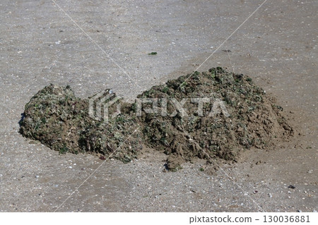 Heaps of seaweed and mud lying on sandy beach 130036881