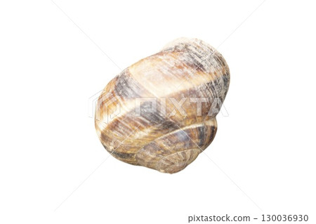 Burgundy snail shell isolated on white background showing its spiral pattern Burgundy snail shell isolated on white background showing its spiral pattern 130036930