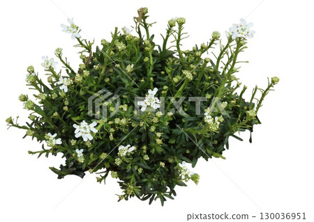 Candytuft iberis sempervirens showing dense green foliage and small white flowers 130036951