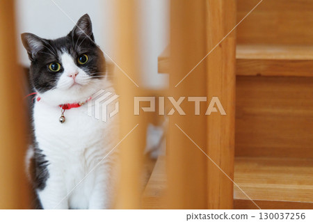 A cat peeping through the gap A cat peeping through the gap 130037256