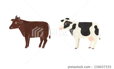 Brown beef cow and black and white dairy cow watercolor hand-drawn illustration 130037335