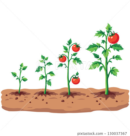 Tomato plant growing stages from seed to mature plant 130037367