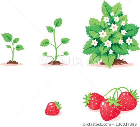 Strawberry plant growing stages and strawberries with leaves 130037389