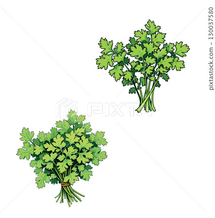 Fresh green coriander or cilantro bunches for culinary use 130037580