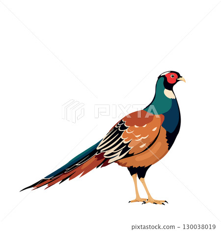 Common pheasant standing gracefully, showing its colorful plumage Common pheasant standing gracefully, showing its colorful plumage 130038019