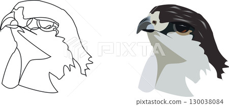 Close-up face of falcon bird of prey- 130038084