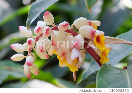 Shell ginger (lat.- Alpinia zerumbet) 130038253