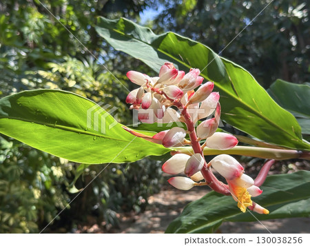 Shell ginger (lat.- Alpinia zerumbet) 130038256