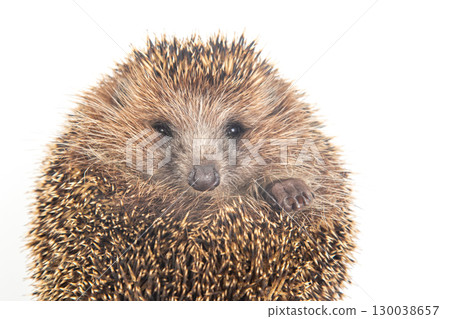 Hedgehog resting in a cozy position with soft quills in a bright setting 130038657