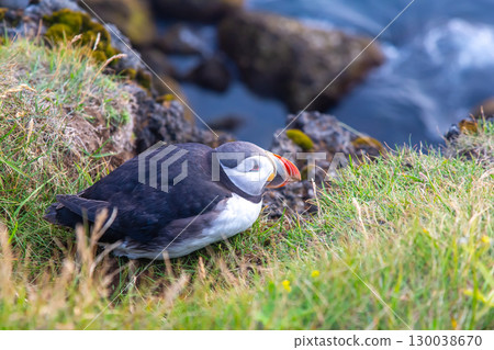 Puffin resting on grassy cliff by the ocean in Iceland during daylight hours Puffin resting on grassy cliff by the ocean in Iceland during daylight hours 130038670