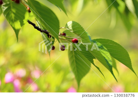 Cute cherry blossoms Cute cherry blossoms 130038776
