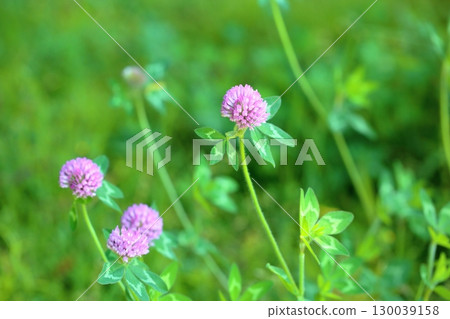 Cute red clover flowers Cute red clover flowers 130039158