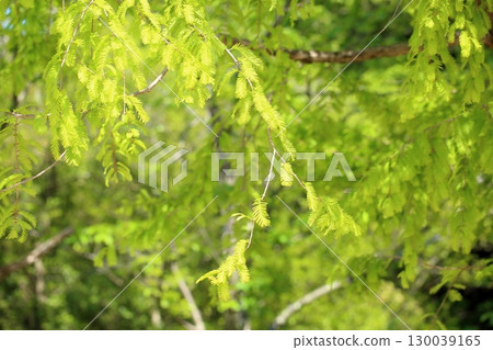 清新的水杉嫩葉 130039165